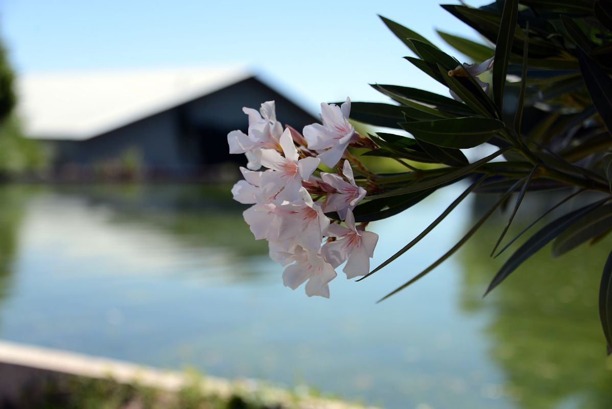 07-02 Beautiful Flower Next To A Small Pond At Pulenta Estate Winery In Lujan de Cuyo Near Mendoza